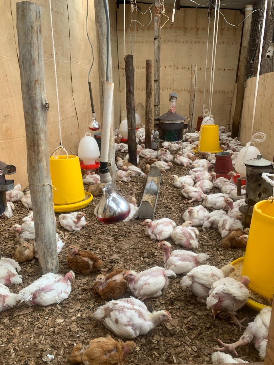 Broiler chickens raised for our community initiative
