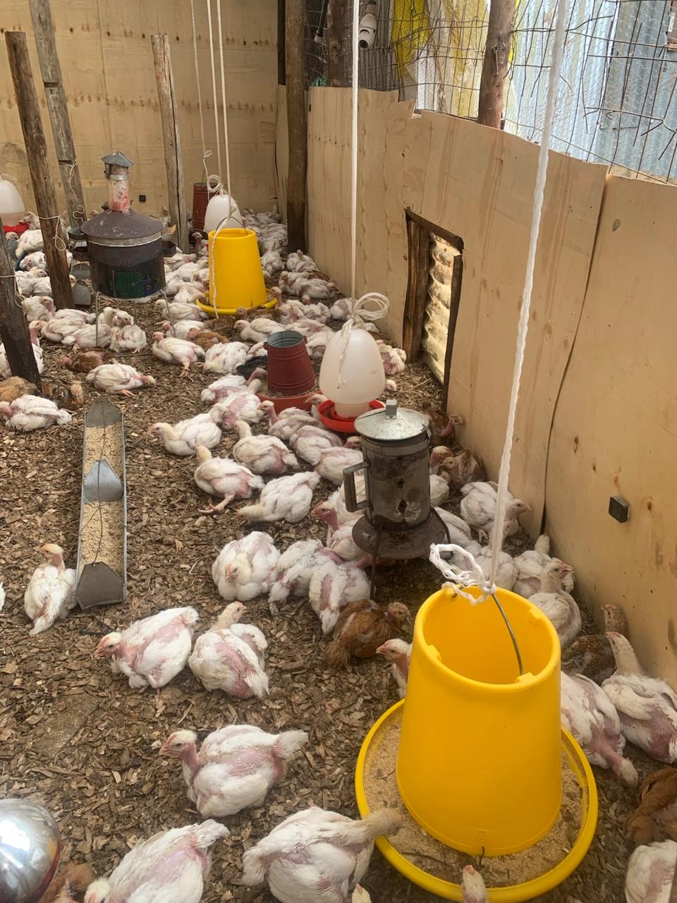 Broiler chickens in the broiler house