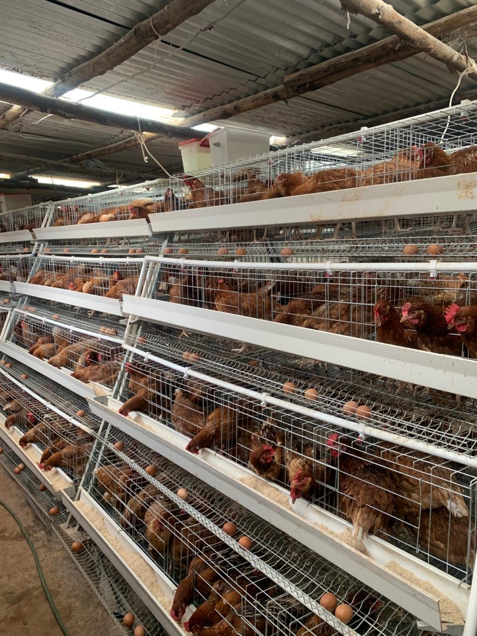 Rows of layer hens in the layer house
