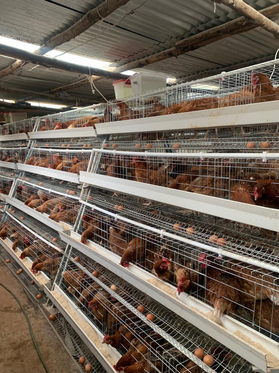 Layer hens at feeding time
