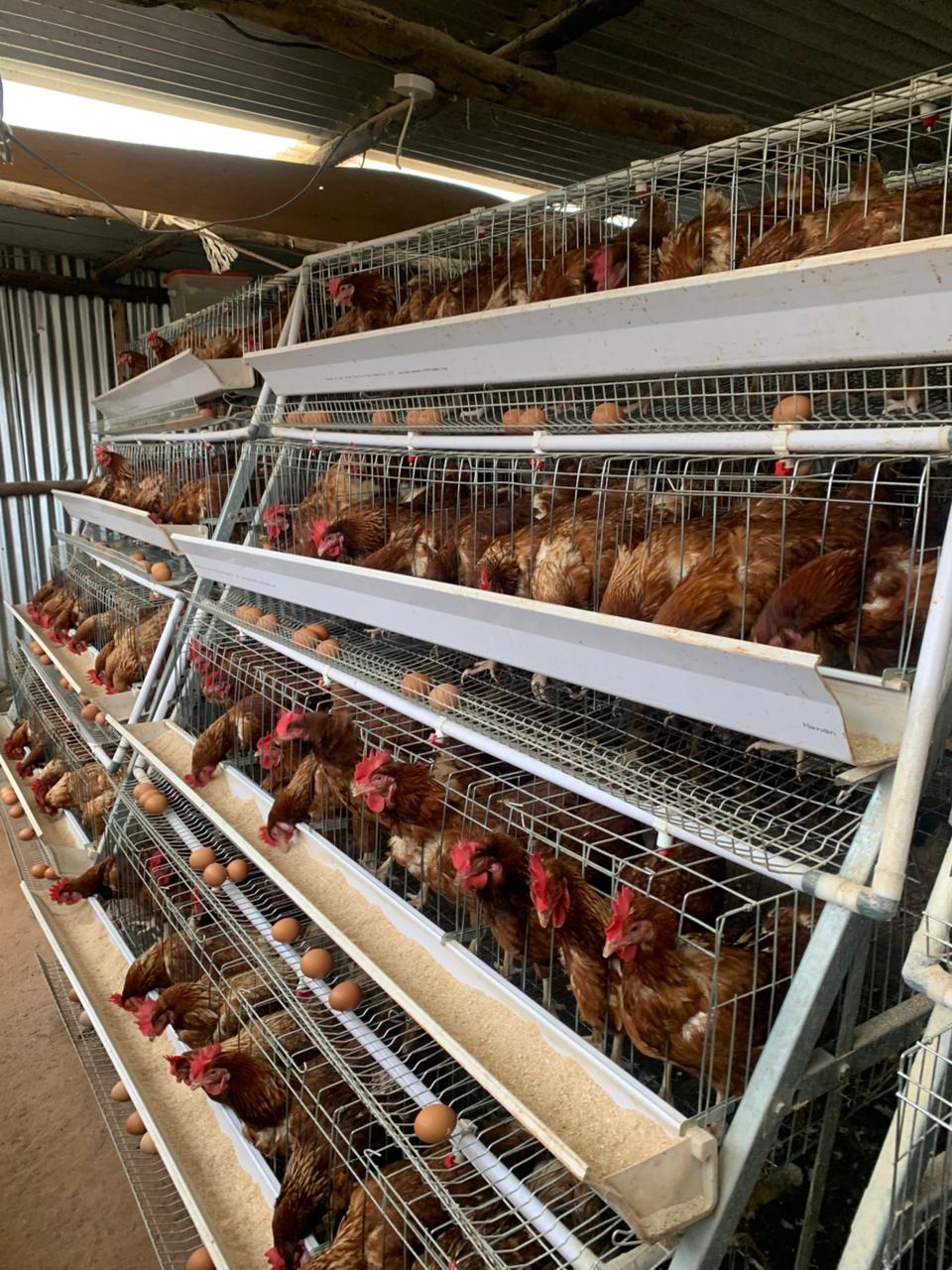 Layer house rows during daily checks