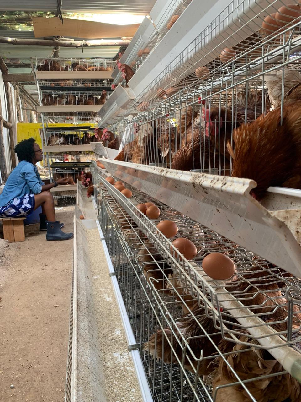 One of our farm team beside the layer cages