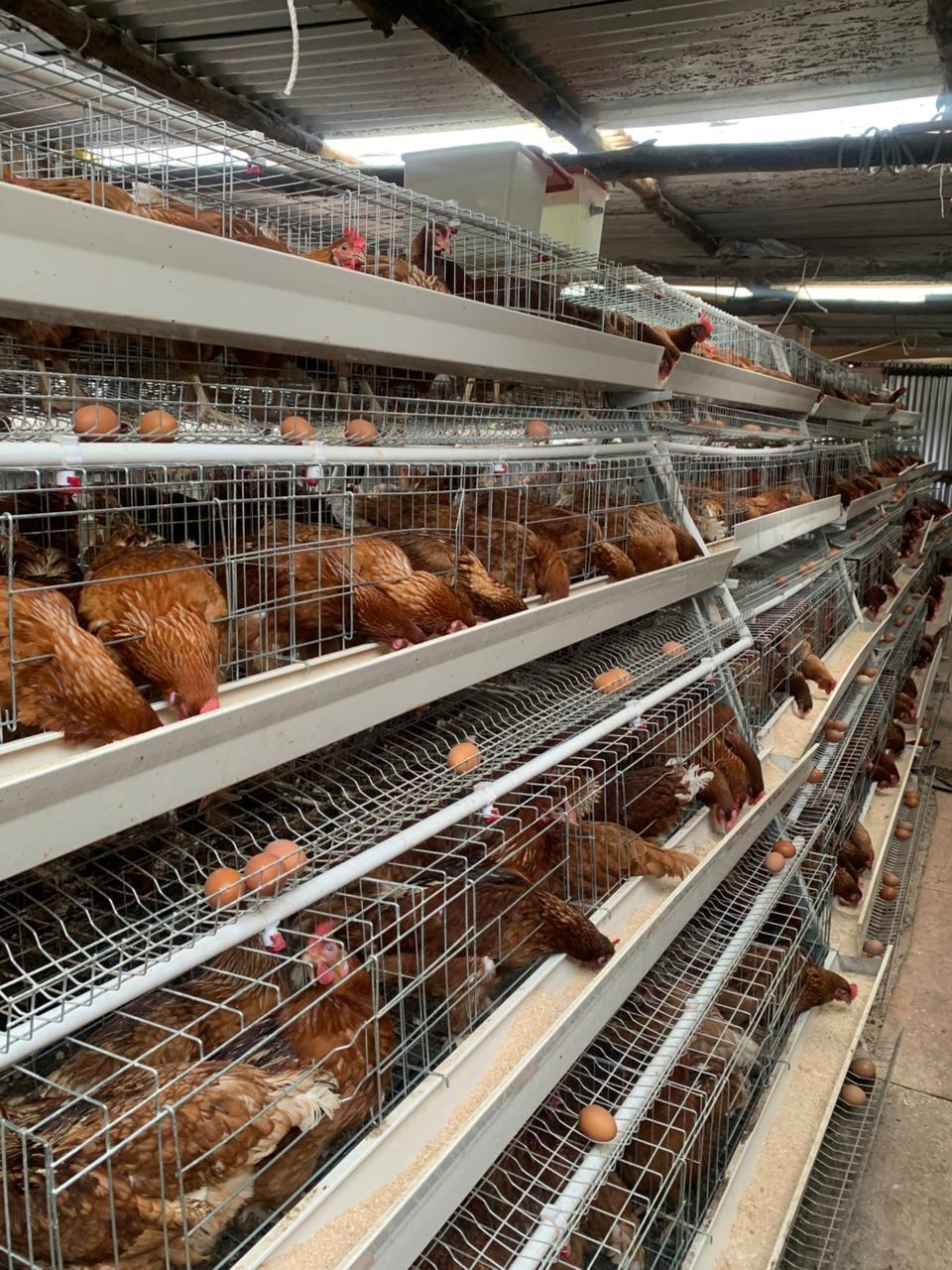 Fresh brown eggs from our layer flock