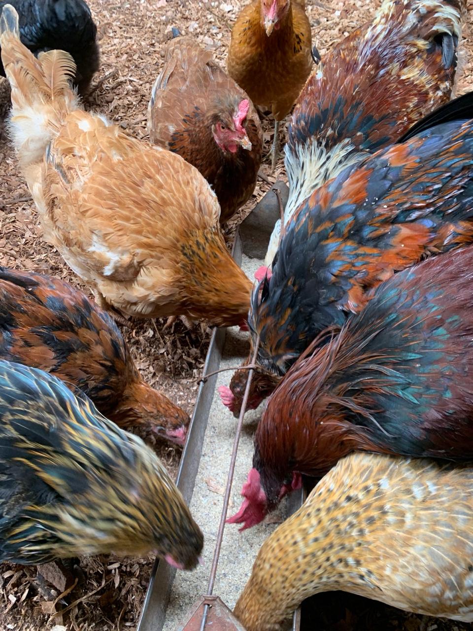 Free-range kienyeji chickens feeding outdoors